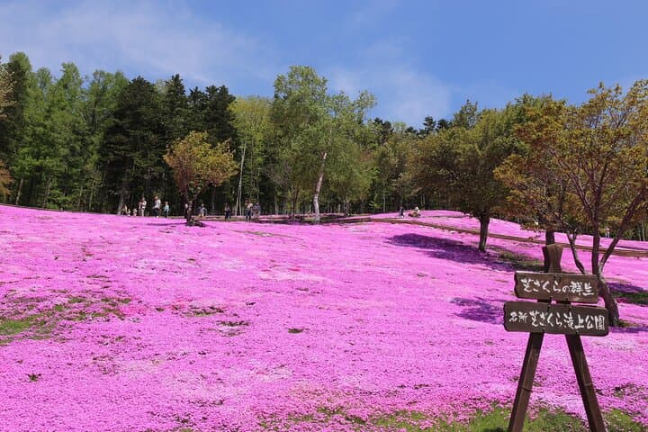 [Shibazakura / Tulip] Going by private car, Shibazakura Takinoue Park and Kamiyubetsu Tulip Park (from Sapporo) — photo 2