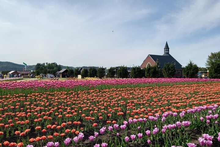 [Shibazakura / Tulip] Going by private car, Shibazakura Takinoue Park and Kamiyubetsu Tulip Park (from Sapporo) — photo 14