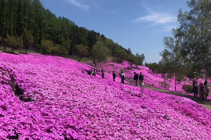 [Shibazakura / Tulip] Going by private car, Shibazakura Takinoue Park and Kamiyubetsu Tulip Park (from Sapporo) — photo 3