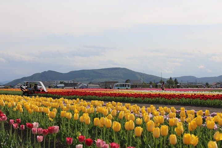 [Shibazakura / Tulip] Going by private car, Shibazakura Takinoue Park and Kamiyubetsu Tulip Park (from Sapporo) — photo 12