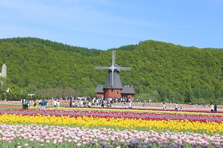 [Shibazakura / Tulip] Going by private car, Shibazakura Takinoue Park and Kamiyubetsu Tulip Park (from Sapporo) — photo 11