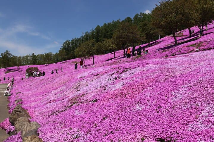 [Shibazakura / Tulip] Going by private car, Shibazakura Takinoue Park and Kamiyubetsu Tulip Park (from Sapporo) — photo 4