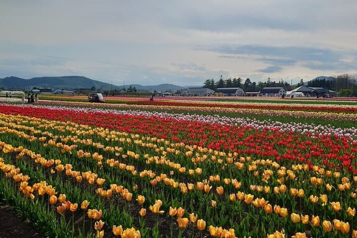 [Shibazakura / Tulip] Going by private car, Shibazakura Takinoue Park and Kamiyubetsu Tulip Park (from Sapporo) — photo 15