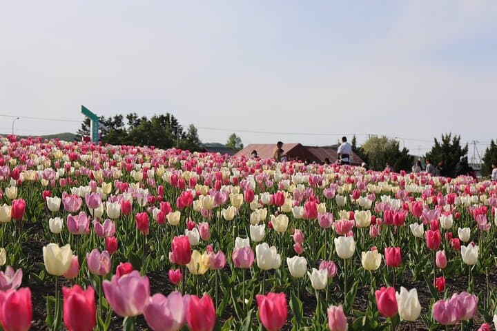 [Shibazakura / Tulip] Going by private car, Shibazakura Takinoue Park and Kamiyubetsu Tulip Park (from Sapporo) — photo 16