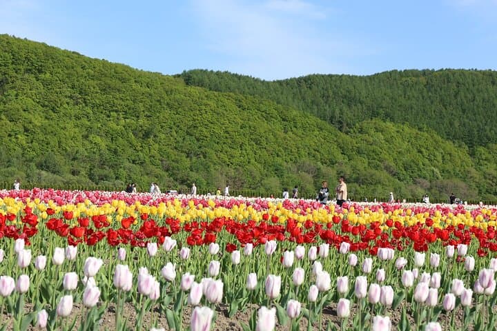 [Shibazakura / Tulip] Going by private car, Shibazakura Takinoue Park and Kamiyubetsu Tulip Park (from Sapporo) — photo 17