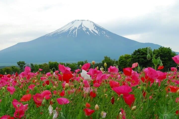Private Full-Day Guided Tour in Mount Fuji Lakes — photo 3