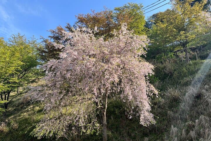 Historic and Natural Guided Hike in Yoshino — photo 13