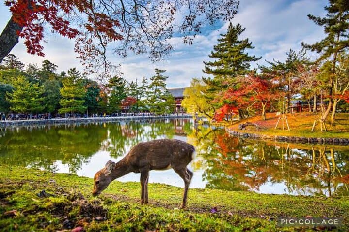 Private Tour Kyoto-Nara w/Hotel Pick Up & Drop off from Kyoto — photo 3
