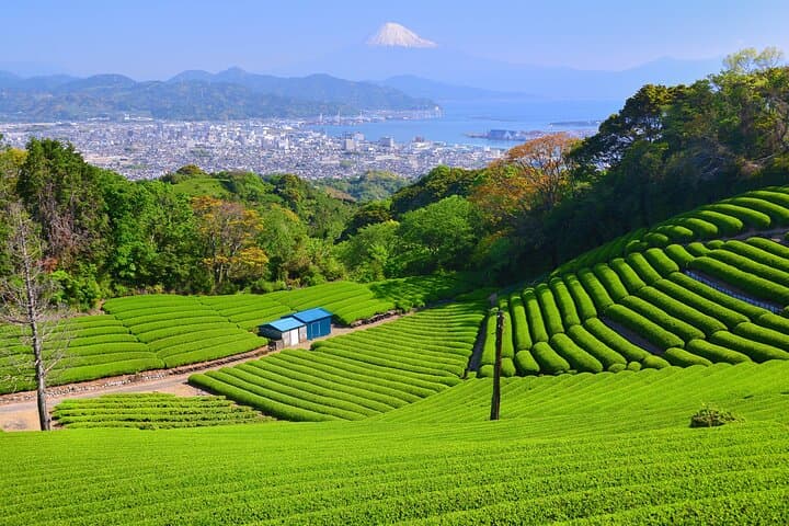 Step-Free Easy going tour from Shimizu Port / Van Taxi — photo 8