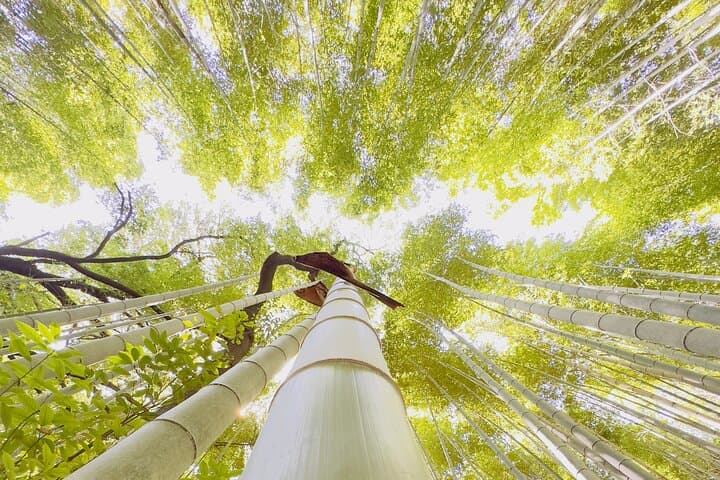 Ultimate Kyoto Arashiyama Tour: Bamboo, Monkeys & Hidden Gardens — photo 18