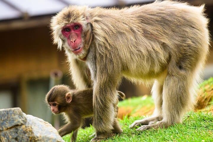Ultimate Kyoto Arashiyama Tour: Bamboo, Monkeys & Hidden Gardens — photo 2