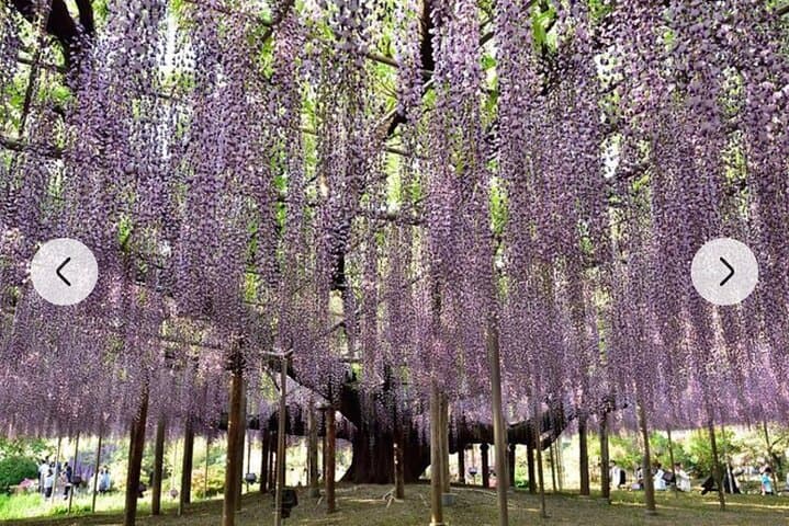 Tokyo Private Day Tour by Car with English speaking Driver Guide — photo 19