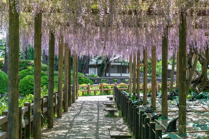 Odawara Castle and Town Guided Discovery Tour — photo 8