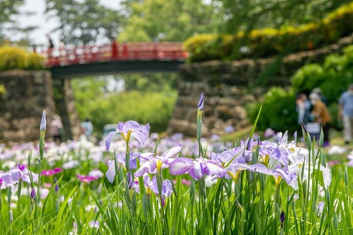 Odawara Castle and Town Guided Discovery Tour — photo 6