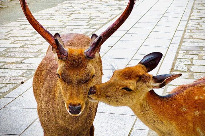 Osaka & Nara in 1-Day by Private Van with Local Expert Guide — photo 5
