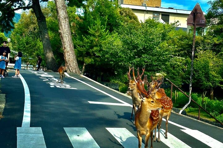 Osaka & Nara in 1-Day by Private Van with Local Expert Guide — photo 17