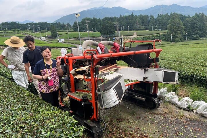 Shizuoka Tea Picking Private Experience — photo 3