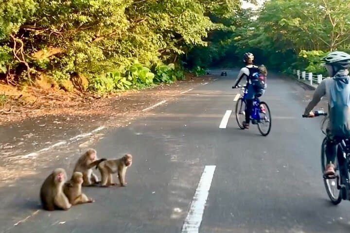 4 Hour Guided Cycling Experience in Yakushima — photo 2