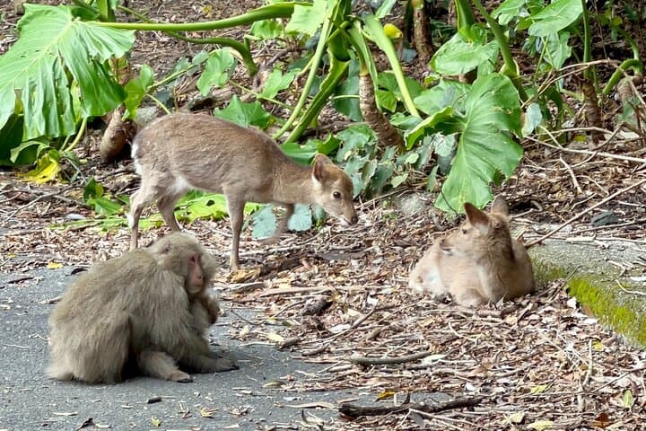 4 Hour Guided Cycling Experience in Yakushima — photo 3