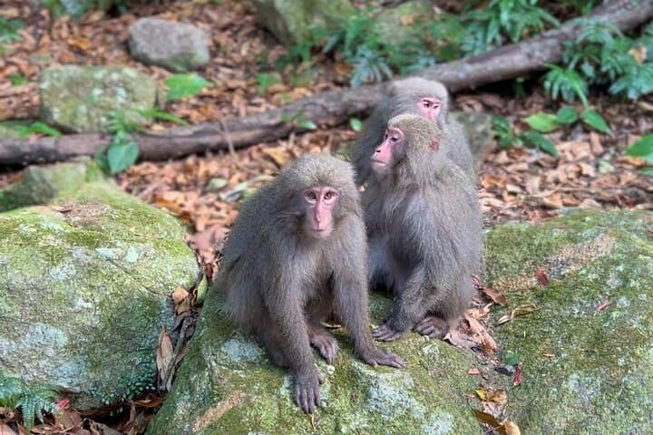 4 Hour Guided Cycling Experience in Yakushima — photo 4