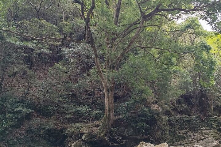 Osaka River Rapids Hike and Natural Hot Spring tour — photo 4
