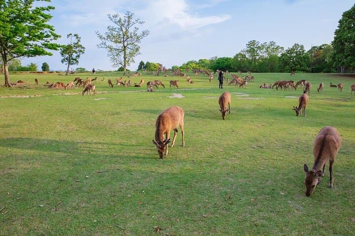 From Tokyo to Kyoto and Nara: A Captivating Full-Day Private Tour — photo 12
