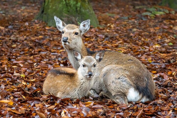 From Tokyo to Kyoto and Nara: A Captivating Full-Day Private Tour — photo 14