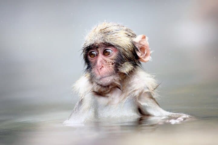 Private roundtrip transport: to/from Snow Monkey Park — photo 4