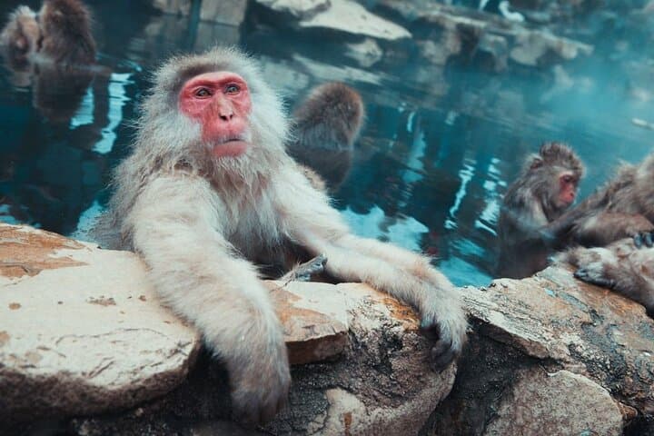 Private Snow Monkey Tour - Conveniently Resort Hop and Sightsee