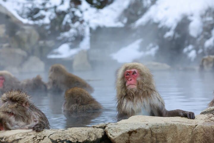 1-Day Private Snow Monkey ZenkoJi Temple & SakeTasting NaganoTour — photo 2