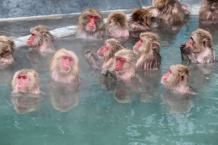 1-Day Private Snow Monkey ZenkoJi Temple & SakeTasting NaganoTour — photo 3