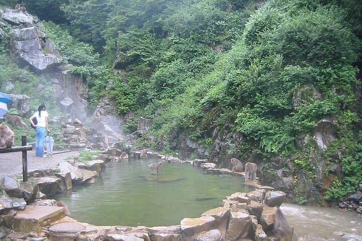 1-Day Private Snow Monkey ZenkoJi Temple & SakeTasting NaganoTour — photo 4