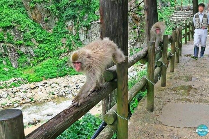 1-Day Private Snow Monkey ZenkoJi Temple & SakeTasting NaganoTour — photo 5