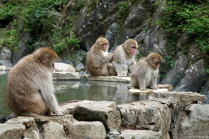 1-Day Private Snow Monkey ZenkoJi Temple & SakeTasting NaganoTour — photo 6