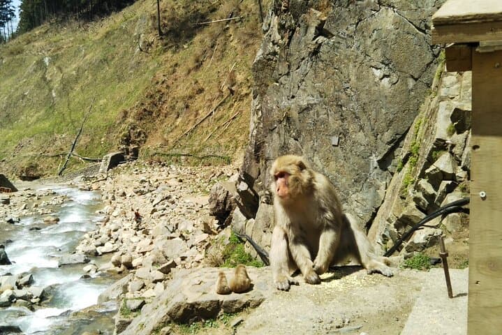 1-Day Private Snow Monkey ZenkoJi Temple & SakeTasting NaganoTour — photo 11