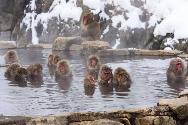 1-Day Private Snow Monkey ZenkoJi Temple & SakeTasting NaganoTour — photo 14