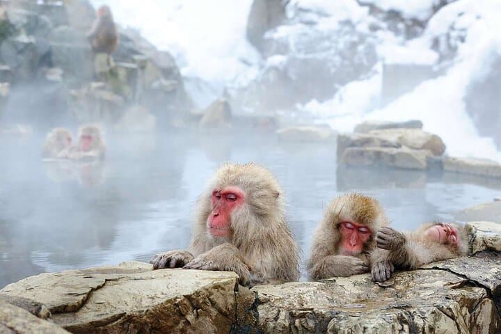 1-Day Private Snow Monkey ZenkoJi Temple & SakeTasting NaganoTour — photo 16