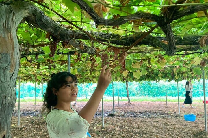Seasonal Mt. Fuji Scenic Views, Fruit Picking and Ropeway Ride — photo 19