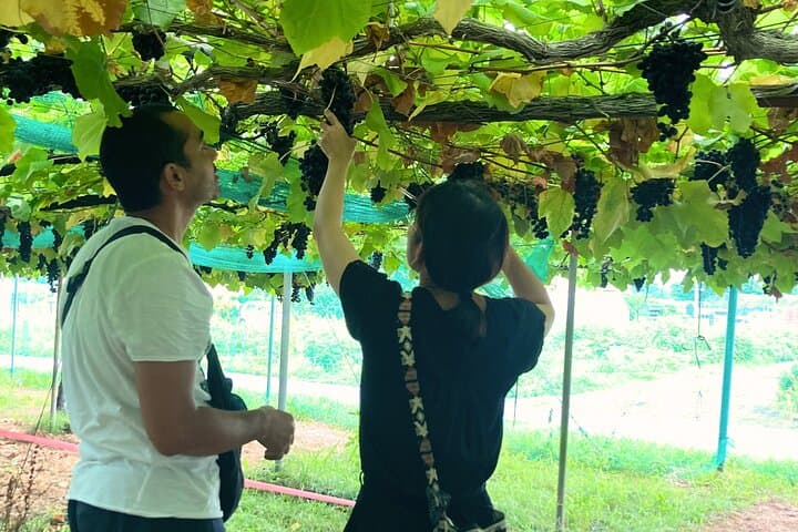 Seasonal Mt. Fuji Scenic Views, Fruit Picking and Ropeway Ride — photo 16
