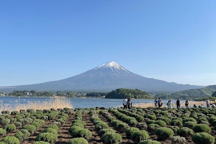 Private Tour to Mt Fuji and Hakone with English Speaking Driver — photo 6