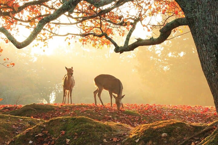 Nara: Sacred Morning Walk with Deer in the Mist — photo 7