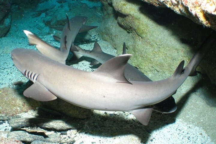 Okinawa: From Naha: 1 day Kerama Islands diving license required — photo 4