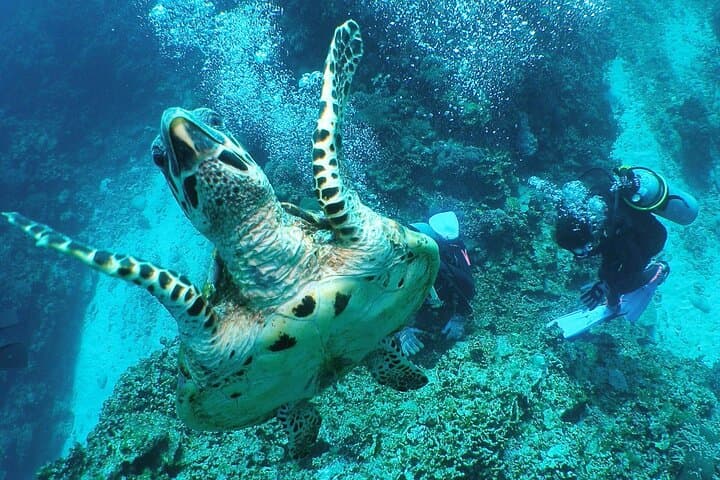 Okinawa: From Naha: 1 day Kerama Islands diving license required — photo 5