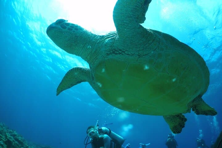 Okinawa: From Naha: 1 day Kerama Islands diving license required — photo 6