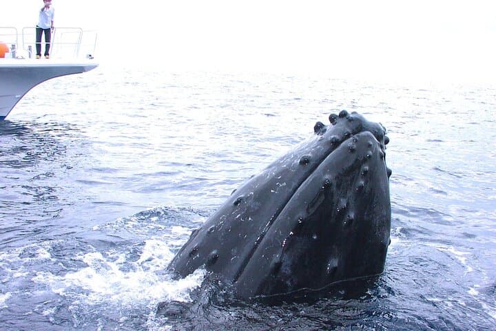 Okinawa: From Naha: 1 day Kerama Islands diving license required — photo 3