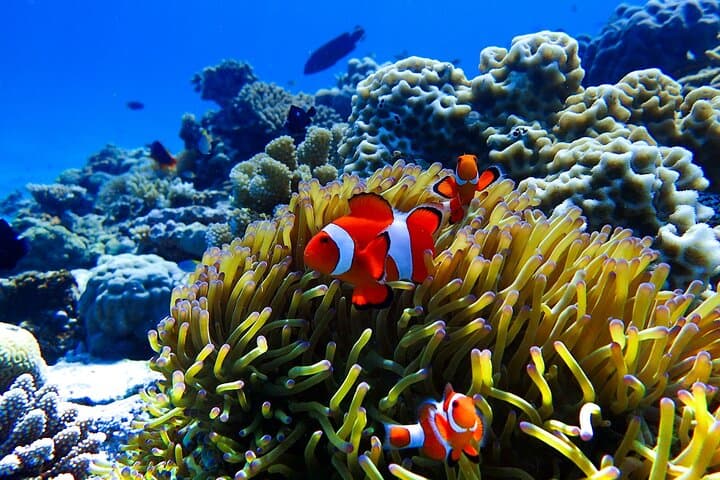 Okinawa: Scuba Diving Tour with Wagyu Lunch and English guide — photo 8