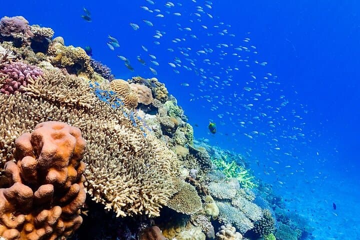 Okinawa: Scuba Diving Tour with Wagyu Lunch and English guide — photo 7
