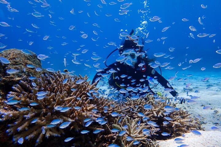 Okinawa: Scuba Diving Tour with Wagyu Lunch and English guide — photo 3
