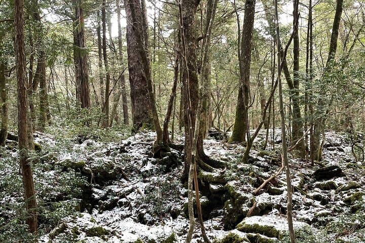 Kawaguchiko (Mt Fuji) Tour with Private Car — photo 4