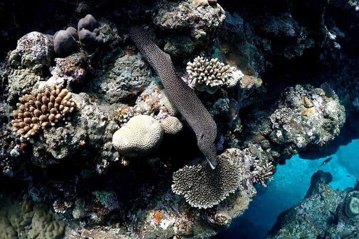 Small Group Diving Activity in Miyakojima — photo 13